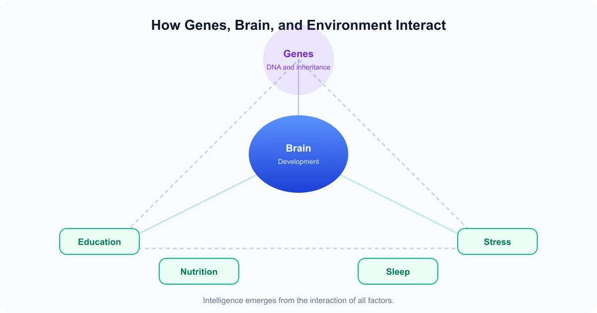 Diagram showing genes, brain development, education, nutrition, sleep and stress